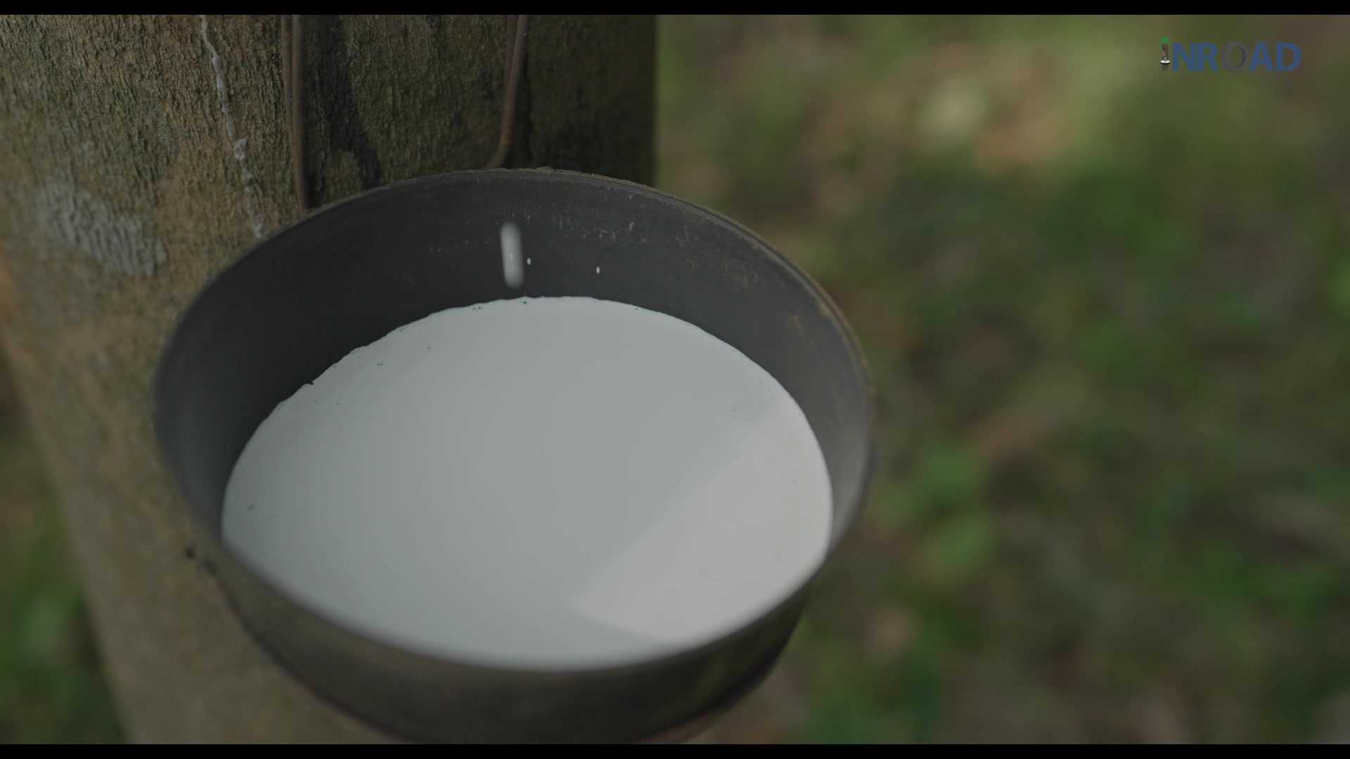 A bowl collecting white latex tapped from a rubber tree — a still from WowMakers' live-action INROAD training films.