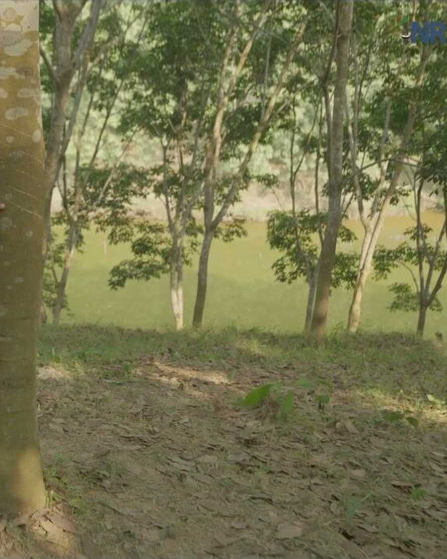 An expert grower at a tapped tree, showing the cut the way the training films demonstrate it.