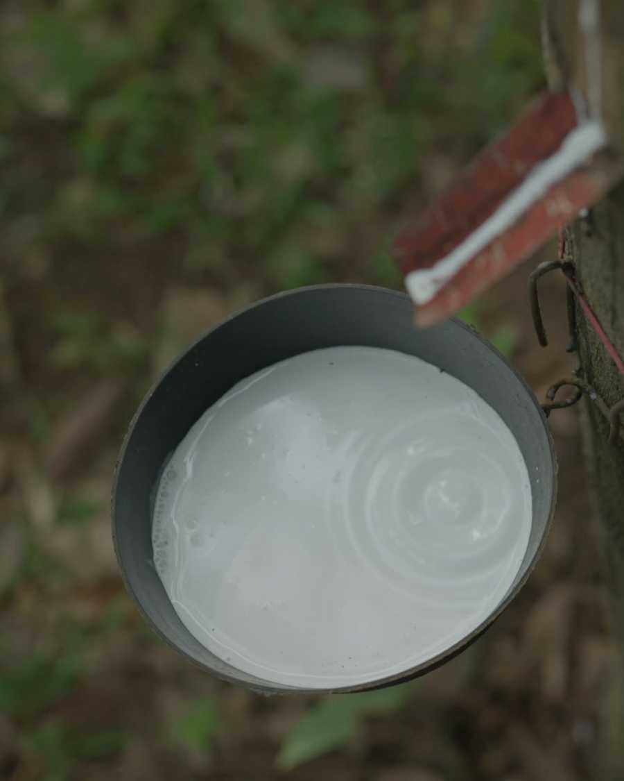 Latex running down the spout from a fresh tapping cut into the collection cup: the cut a grower has to get right.